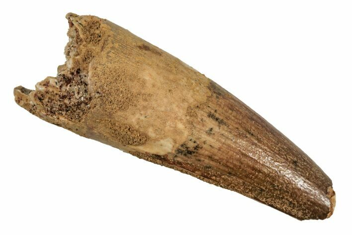 Fossil Spinosaurus Tooth - Real Dinosaur Tooth #215341